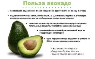Польза авокадо для организма человека, 6 полезных свойств