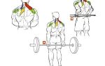 Шраги со штангой: техника выполнения, какие мышцы работают