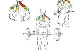 Шраги со штангой: техника выполнения, какие мышцы работают