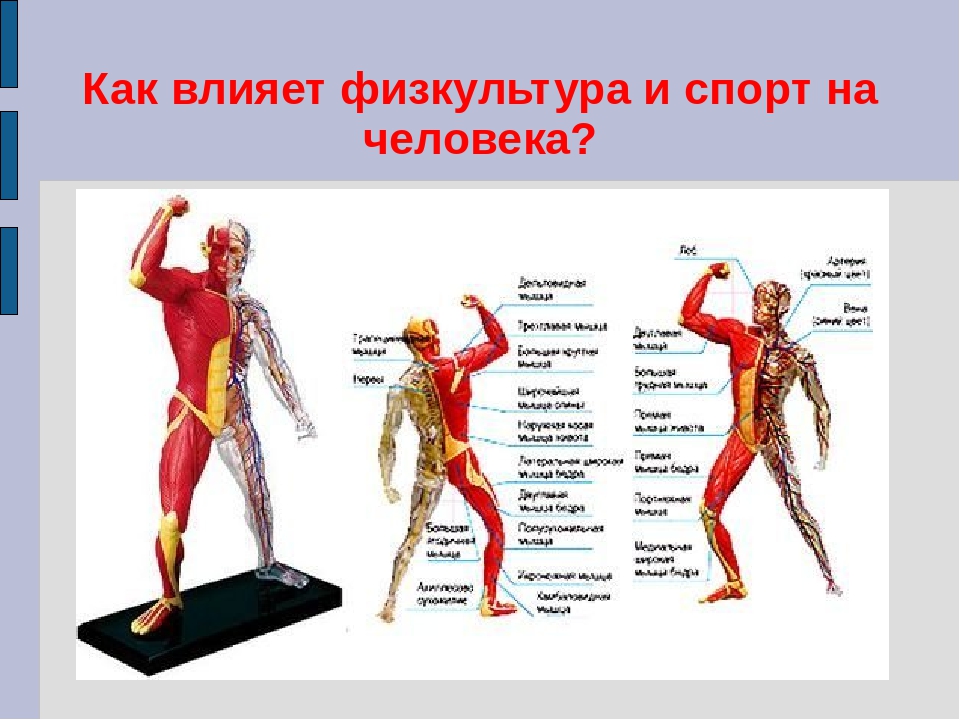 Влияние физической культуры и спорта на человека. Мышечный скелет человека. Мышцы тела человека. Влияние спорта на организм человека. Костно-мышечная система человека.
